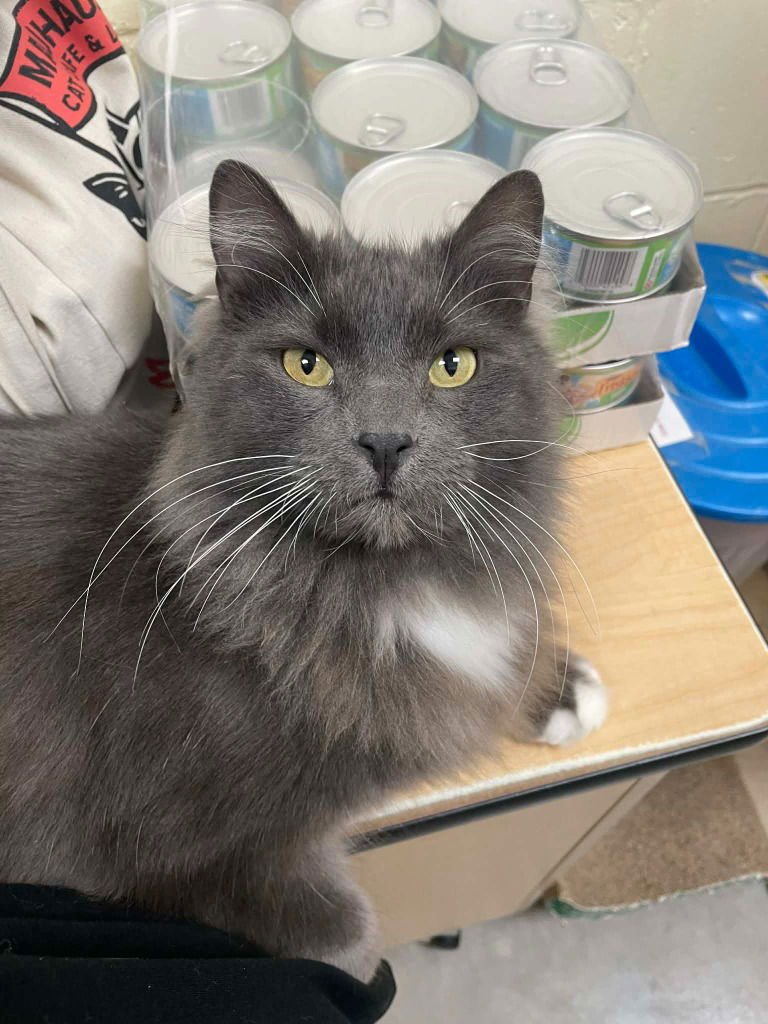 CID - Domestic Long Hair available for adoption