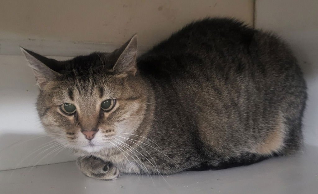 KITTY (FRONT DECLAWED) - Domestic Short Hair available for adoption