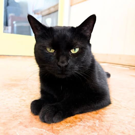 SABLE - Domestic Short Hair available for adoption