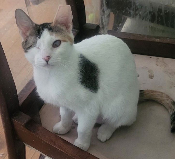 SPARKLE (BONDED WITH TWINKLE) - Domestic Short Hair available for adoption