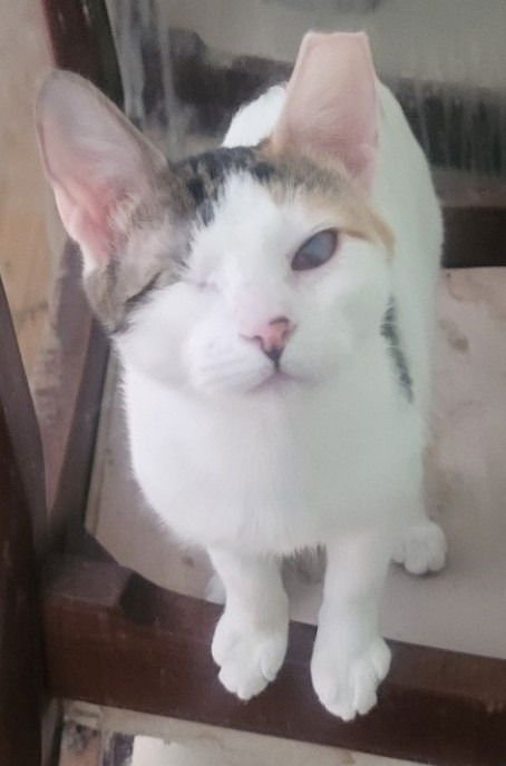 SPARKLE (BONDED WITH TWINKLE) - Domestic Short Hair available for adoption