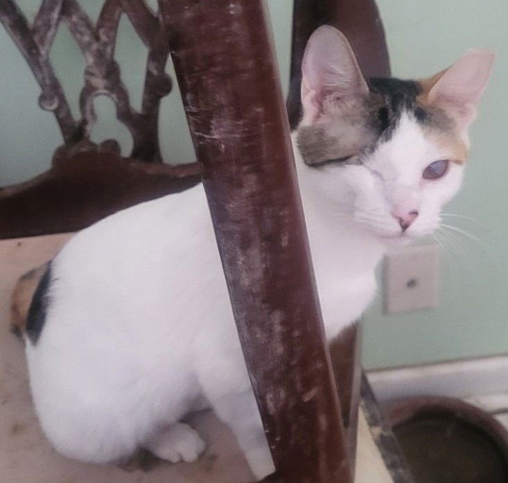 Sparkle (Bonded with Twinkle) - Photo 3