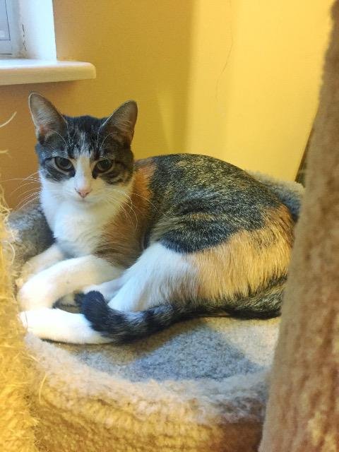 CALLIE - Domestic Short Hair available for adoption