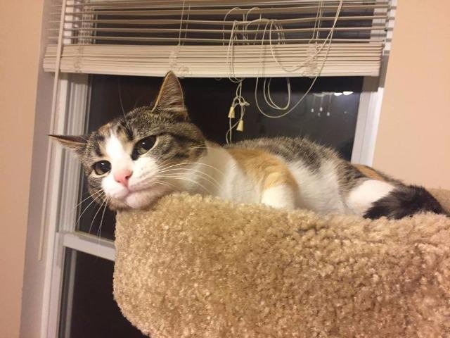 CALLIE - Domestic Short Hair available for adoption