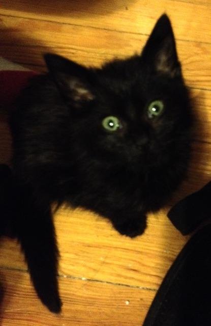 TOKEN - Domestic Short Hair available for adoption