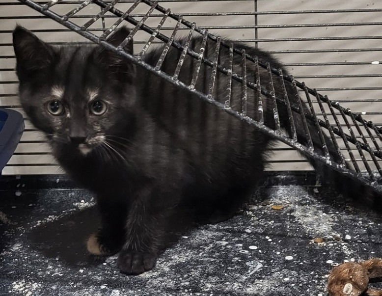 LACY - Domestic Short Hair available for adoption