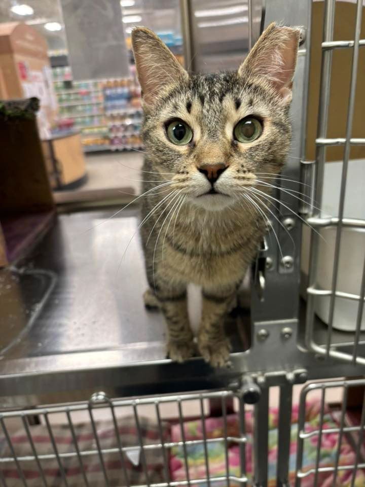 WONTON - Domestic Short Hair available for adoption