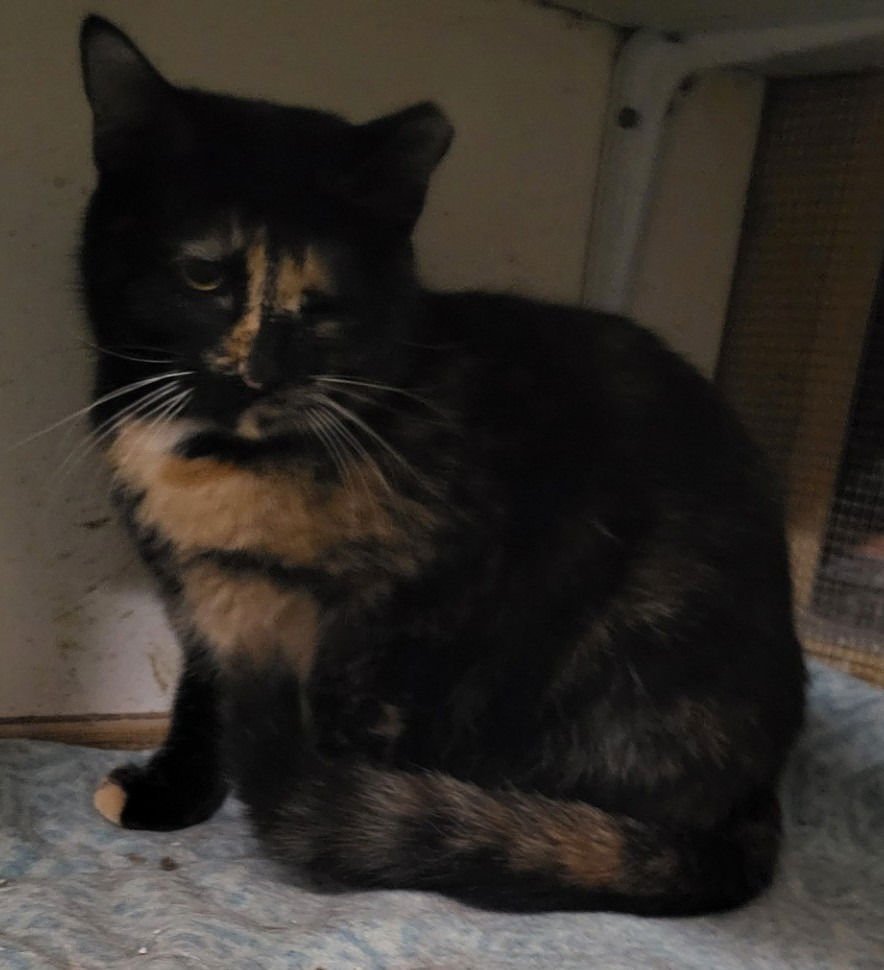 LYLA - Domestic Short Hair available for adoption