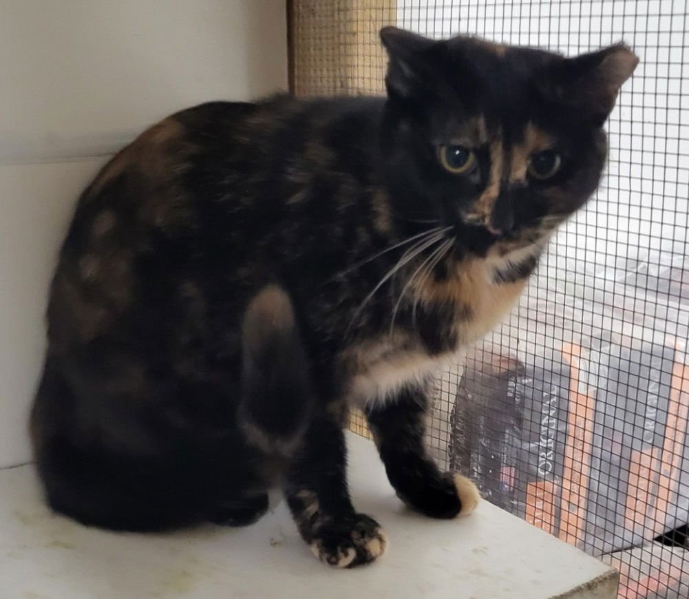 LYLA - Domestic Short Hair available for adoption