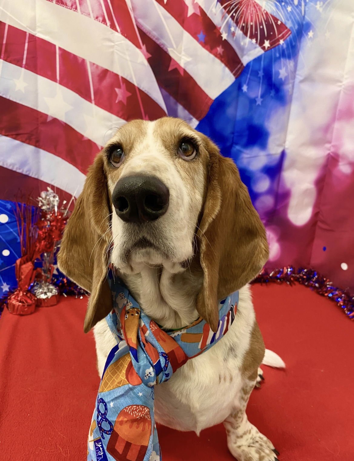 JAXX - Basset Hound for adoption in Lewisville