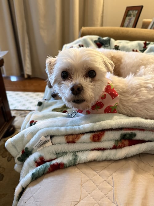 SADIE-ARR - Maltese available for adoption