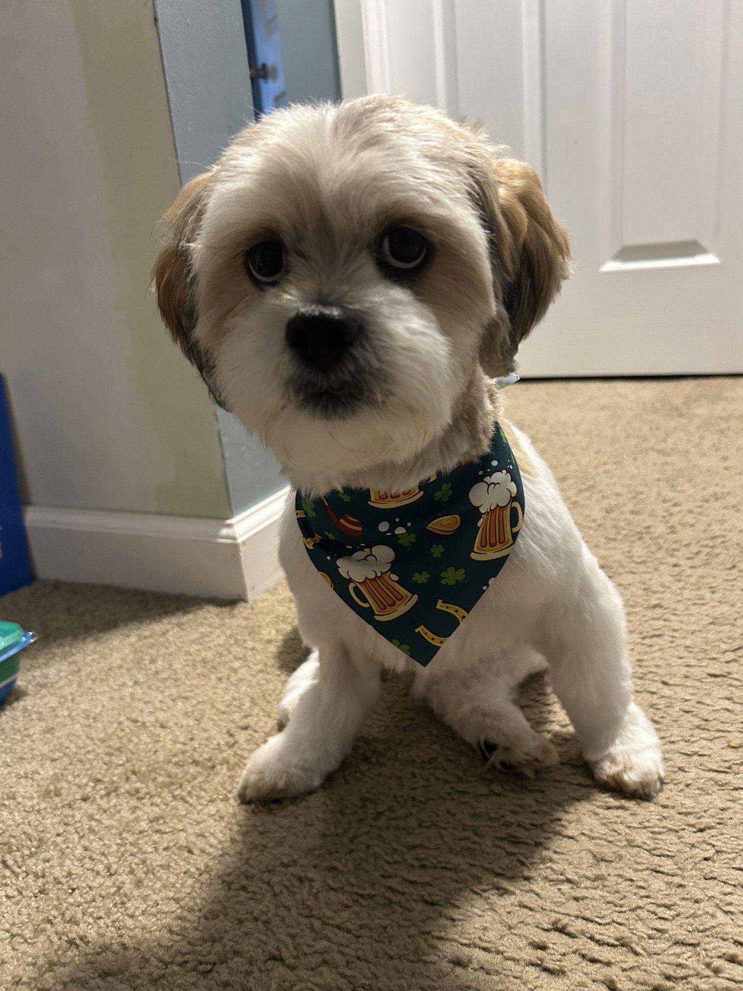 MEIRA-OS - Shih Tzu available for adoption