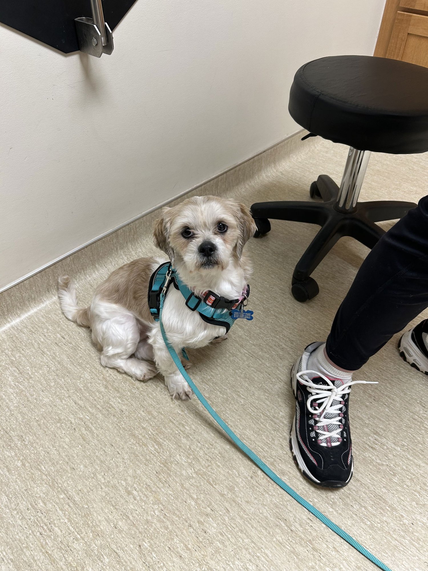 MEIRA-OS - Shih Tzu available for adoption