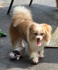 Penelope - Fairfield - Photo 5