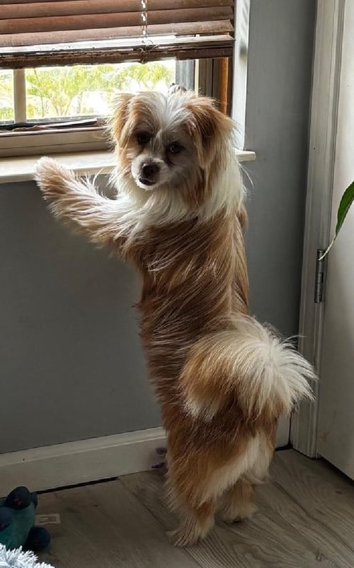 PENELOPE - FAIRFIELD - Shih Tzu available for adoption