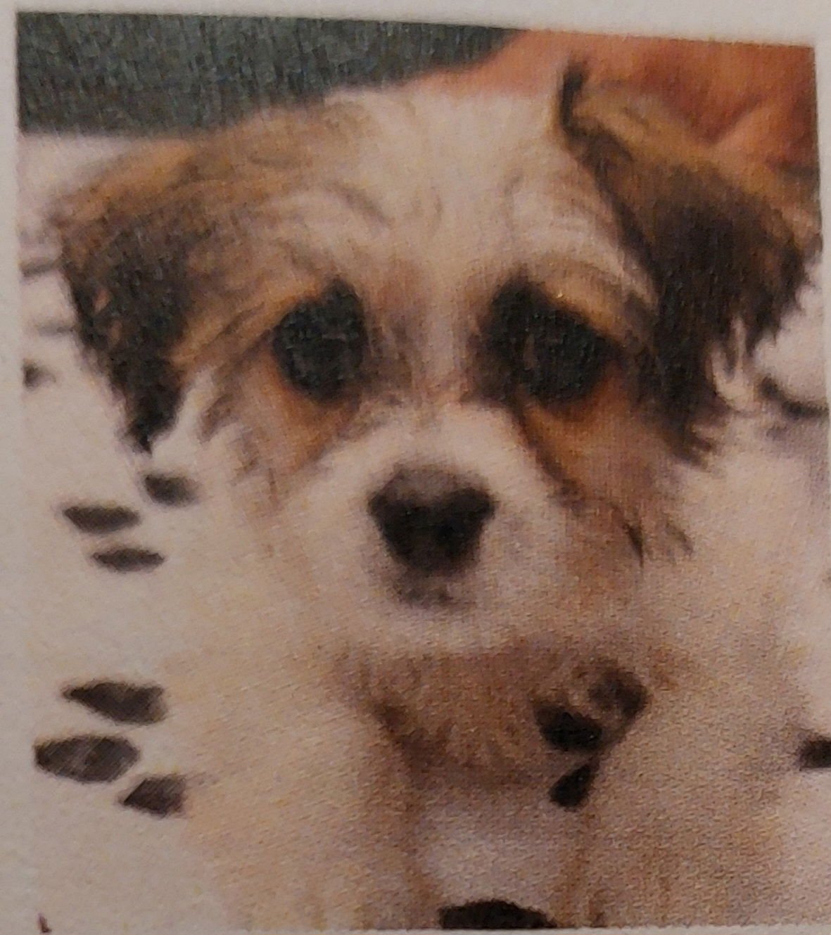 WILLA-TUSCARAWAS - Shih Tzu / Poodle (unknown type) available for adoption