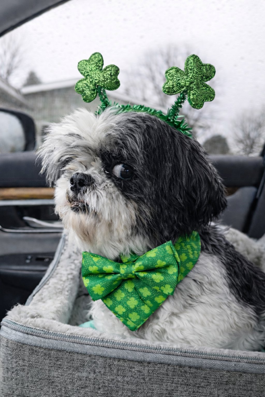 NOELLA-ARR - Shih Tzu available for adoption