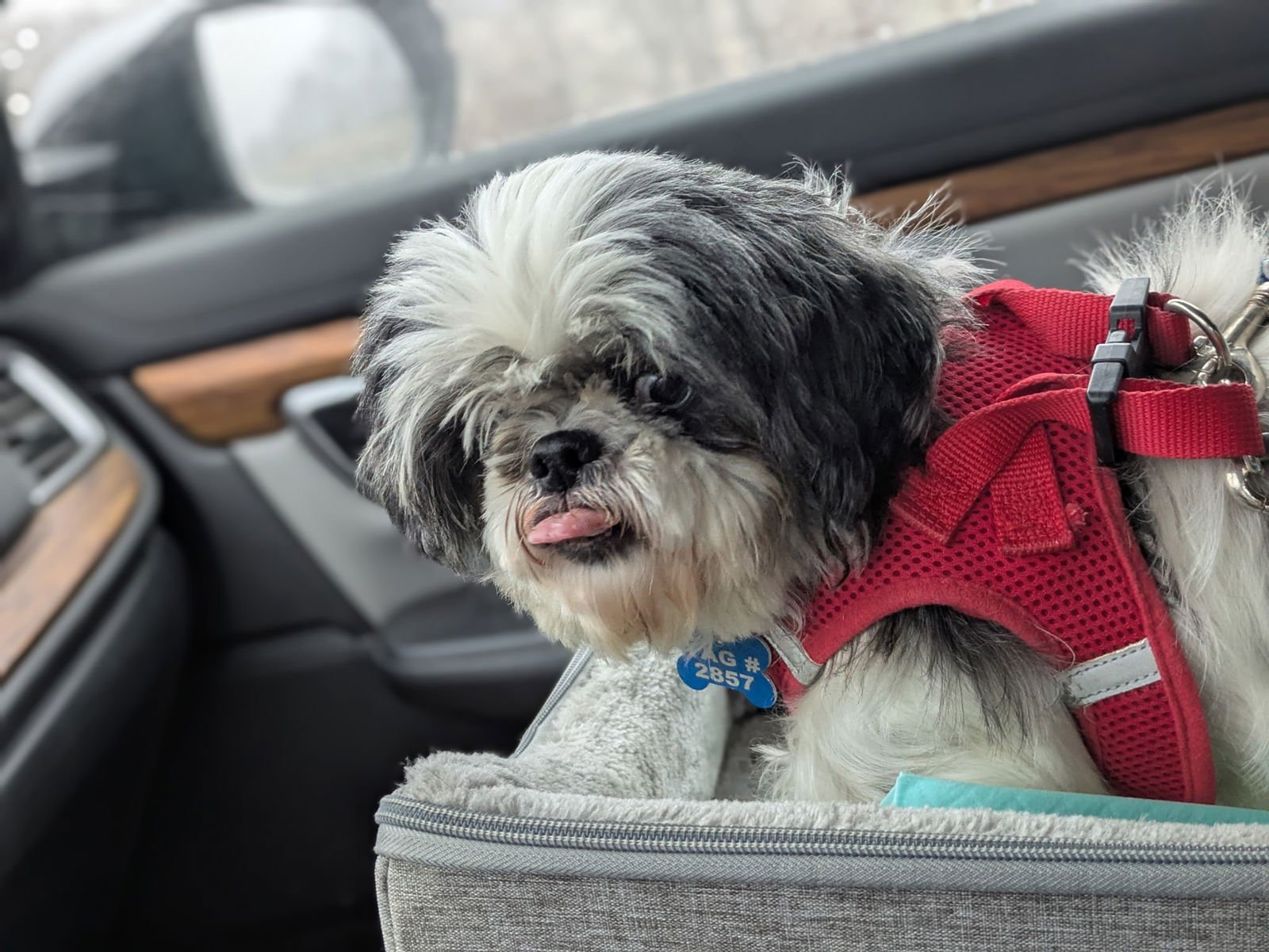 Noella-ARR - Photo 4