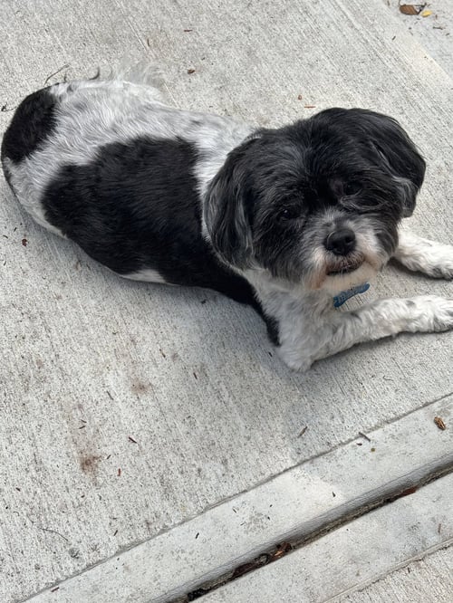 NORA-TUSCARAWAS - Shih Tzu available for adoption