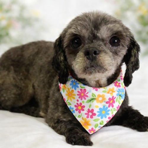 GERTIE-OS - Shih Tzu available for adoption