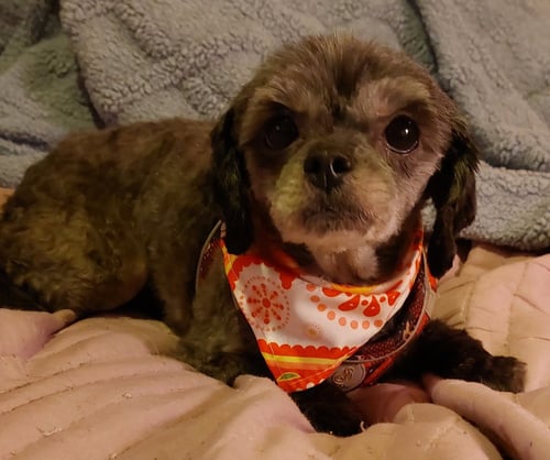 GERTIE-OS - Shih Tzu available for adoption