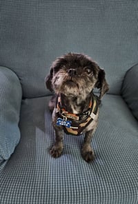 Charlie - OS - Photo 2