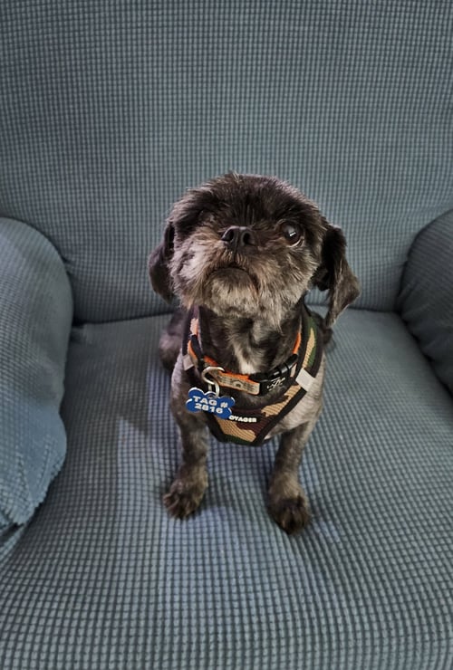 CHARLIE - OS - Shih Tzu available for adoption