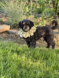 Sloane-OS - Photo 2