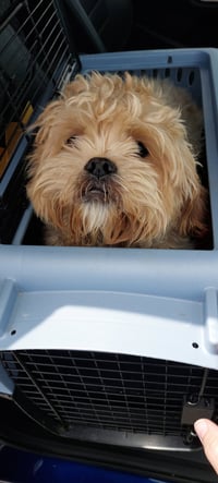 Dexter-os - Photo 6