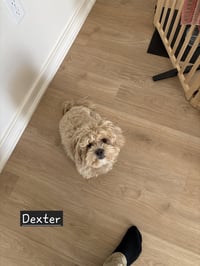 Dexter-os - Photo 7
