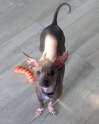 Phoebe -OS - Photo 3