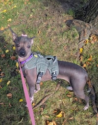 Phoebe -OS - Photo 6