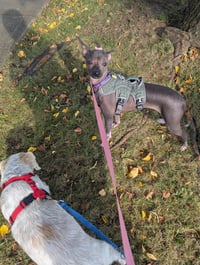 Phoebe -OS - Photo 5