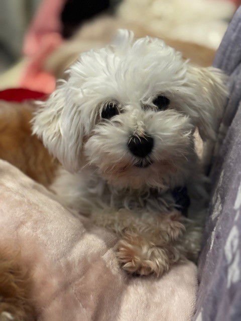 LINDY-ARR - Havanese available for adoption