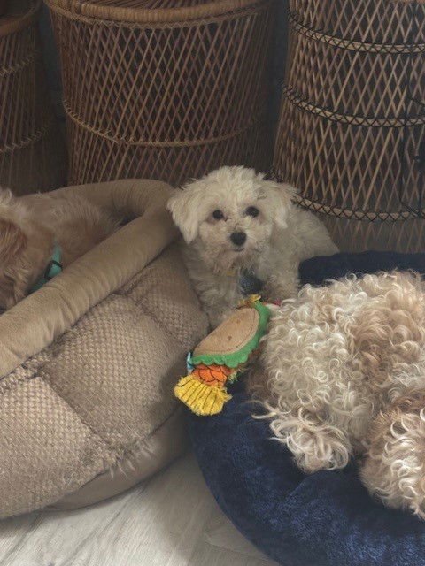 LINDY-ARR - Havanese available for adoption