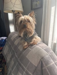 Vinny - Fairfield - Photo 2