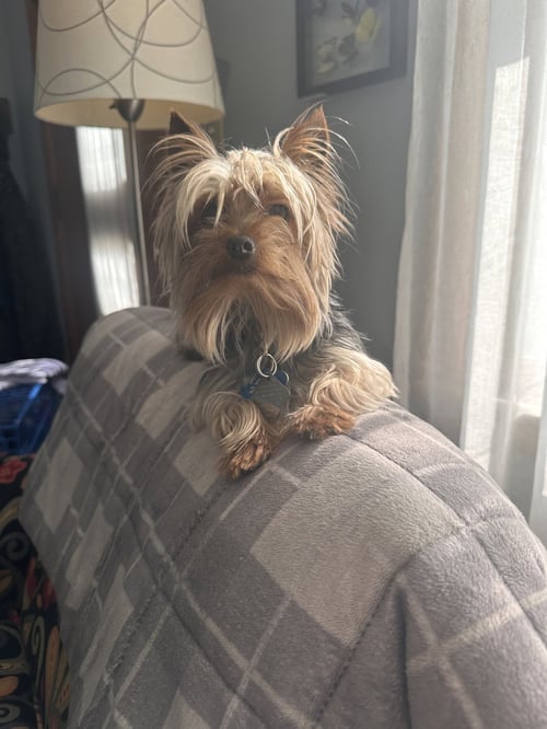 VINNY - FAIRFIELD - Yorkshire Terrier Yorkie available for adoption
