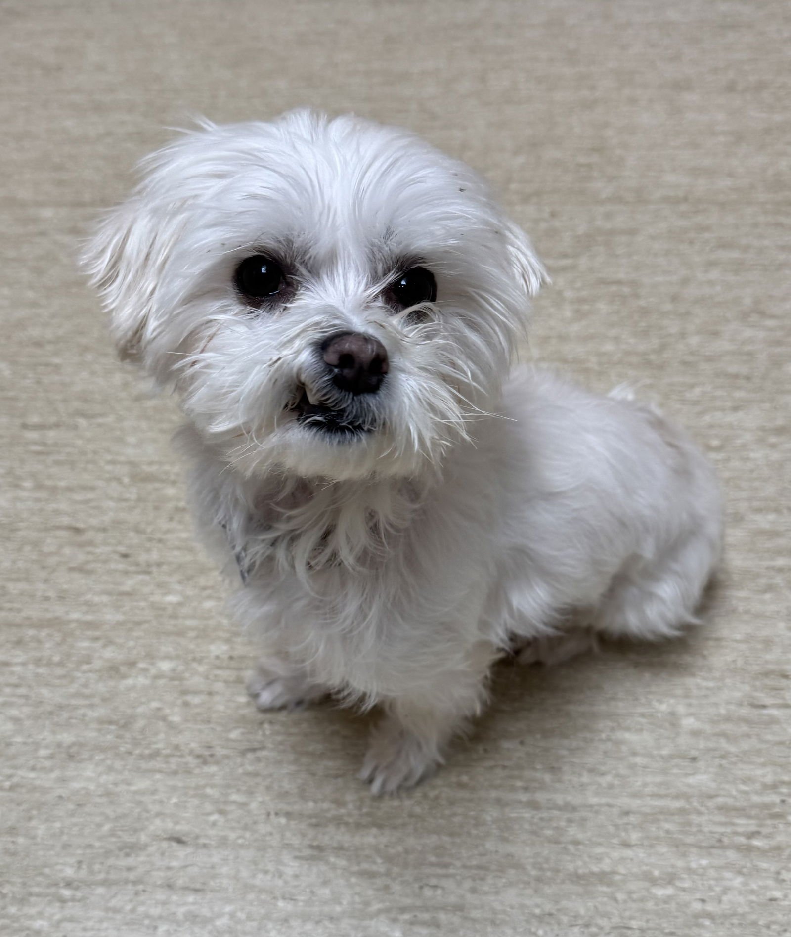 IVY-ARR - Maltese available for adoption