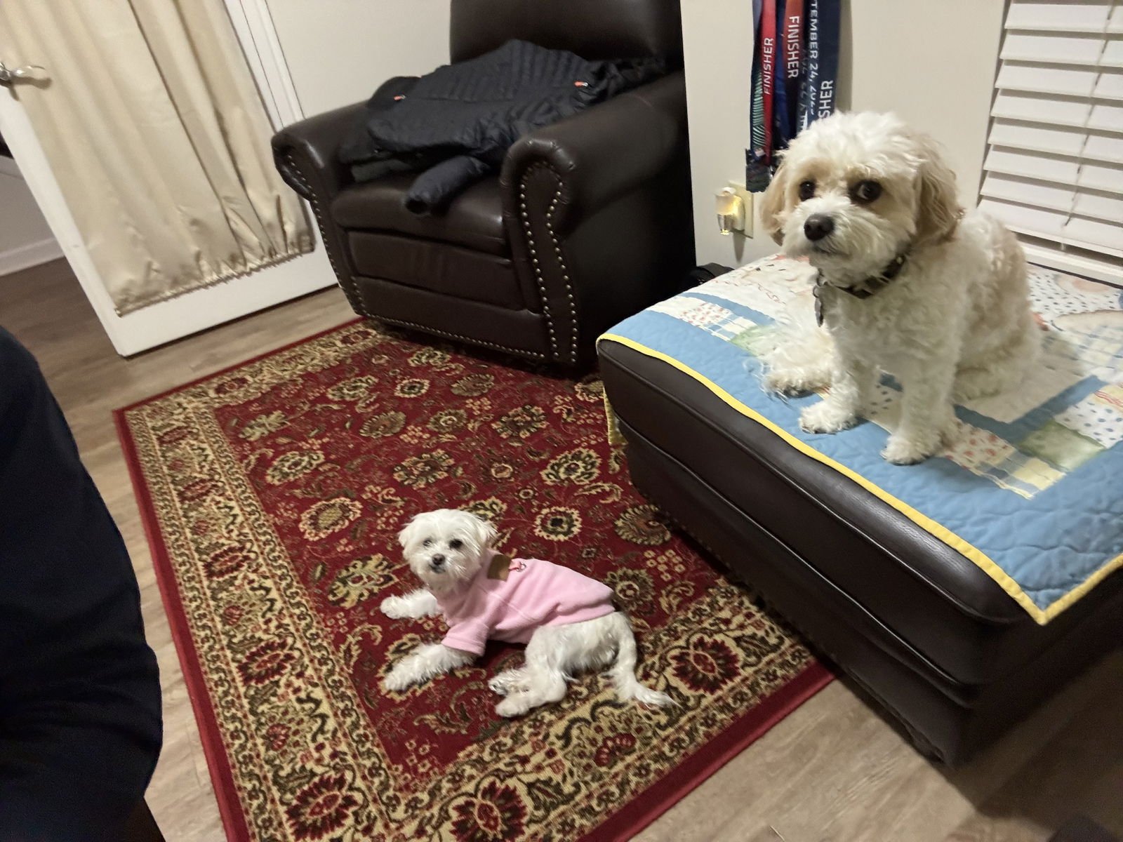 IVY-ARR - Maltese available for adoption