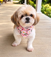 Bridgett - ARR - Photo 1