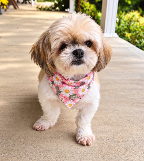 BRIDGETT - ARR - Shih Tzu available for adoption