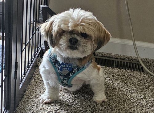 BRIDGETT - ARR - Shih Tzu available for adoption