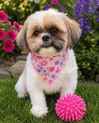 Pippa-ARR - Photo 1