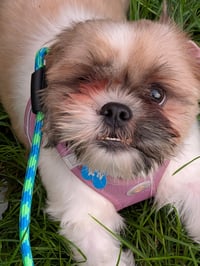 Pippa-ARR - Photo 2