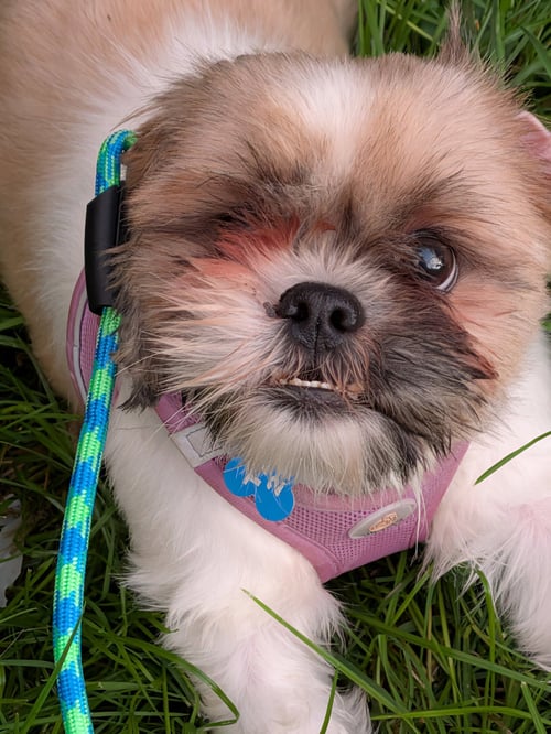 PIPPA-ARR - Shih Tzu available for adoption