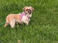 Pippa-ARR - Photo 3
