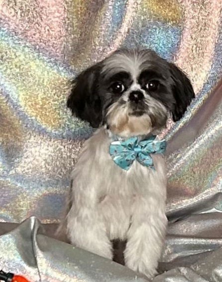 TOPAZ-ARR - Shih Tzu available for adoption