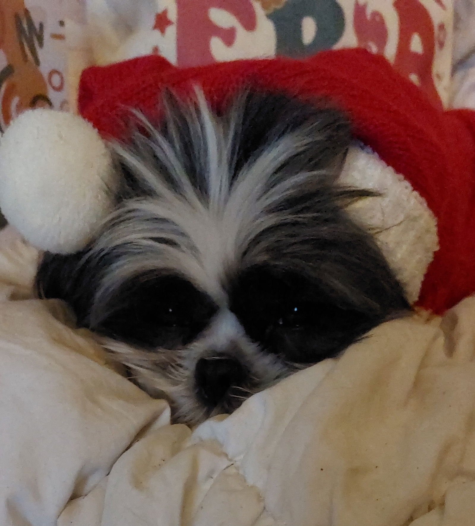 TOPAZ-ARR - Shih Tzu available for adoption