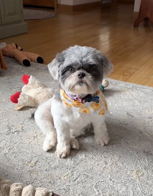 SOLENE-ARR - Shih Tzu available for adoption