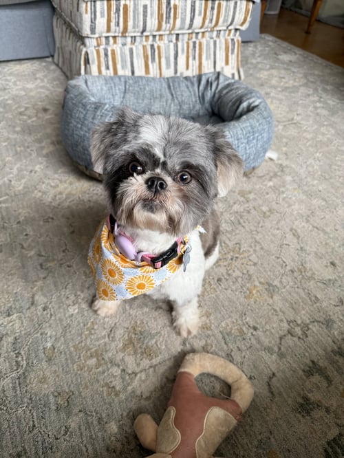 SOLENE-ARR - Shih Tzu available for adoption